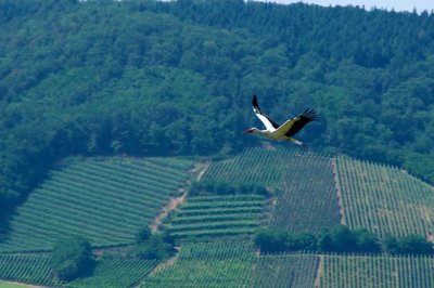 Réunir les symboliques d'une région  l'Alsace_4783848716_l.jpg